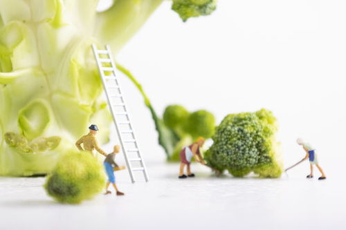 蔬菜創(chuàng)意圖片素材 助力食品餐飲與微生物肥料行業(yè)視覺表達